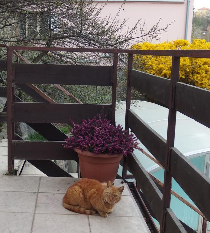 Apartmany U Kocek ターボル エクステリア 写真